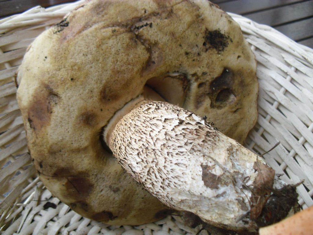 Leccinum Aurantiacum